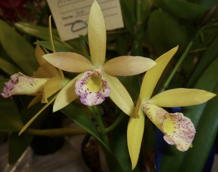 Bc. Yellow Bird x Ctt. Susan Holcombe