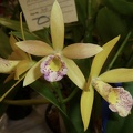 Bc. Yellow Bird x Ctt. Susan Holcombe