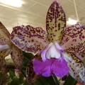 C. Caudebec x Rlc. Deception Spots