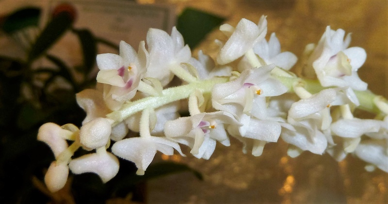hyacinthoides