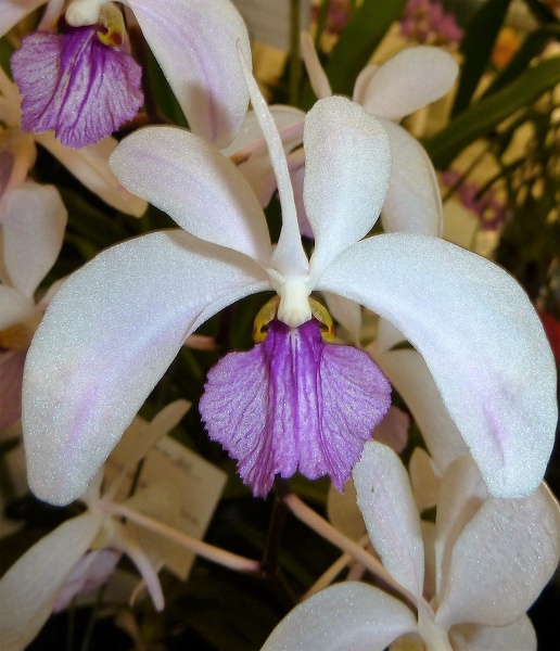 Holcoglossum (Holc.) kimballianum.JPG