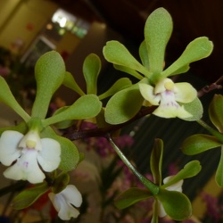 Epi. paniculatum x E. tampensis