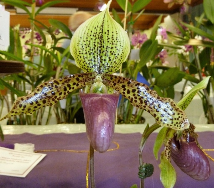 Paph. Graham Robertson.JPG