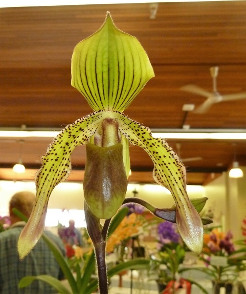 Paph. Jupiter.JPG