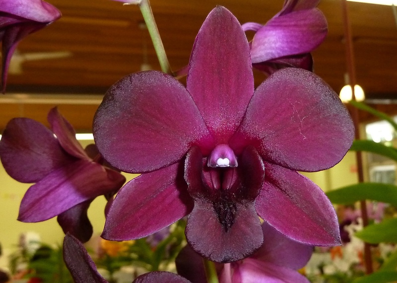 Den. Airy Crimson....JPG