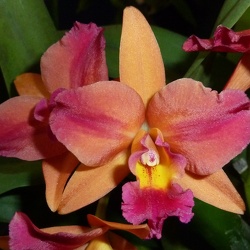 Rlc. Little Magician x Ctt. Susan Holcombe