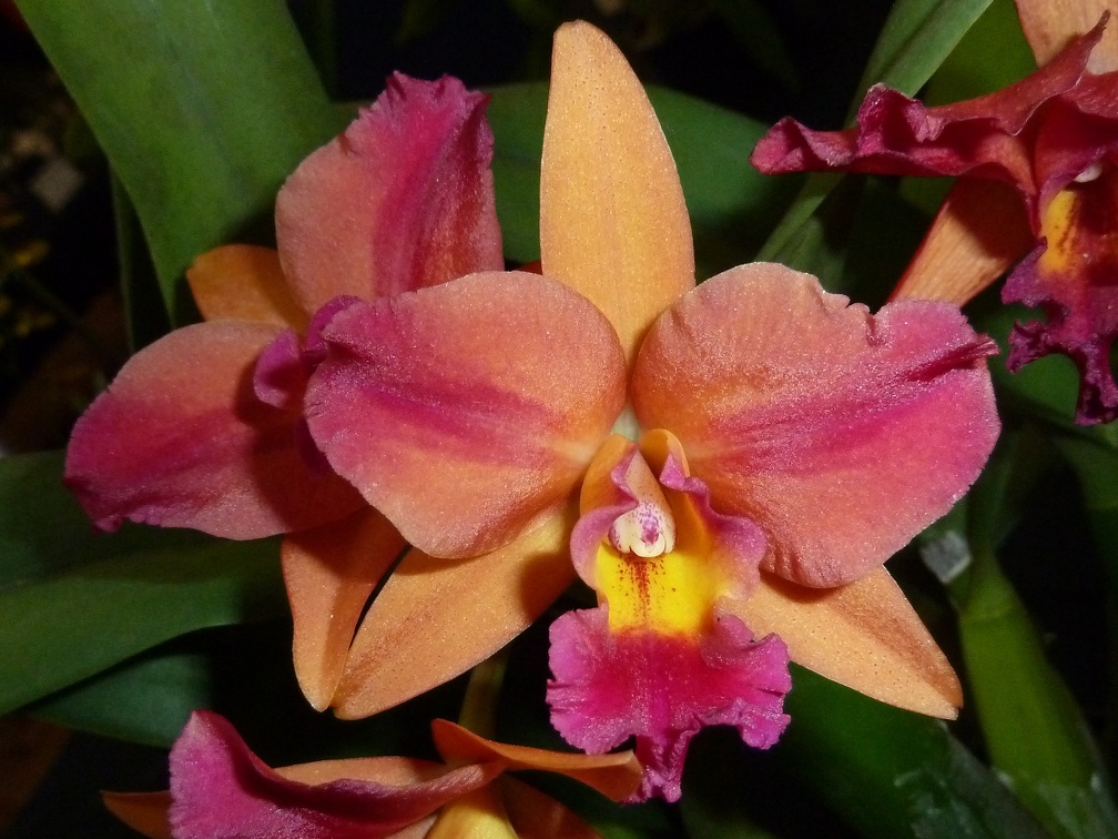 Rlc. Little Magician x Ctt. Susan Holcombe