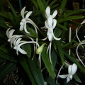 Neofinetia falcata.JPG