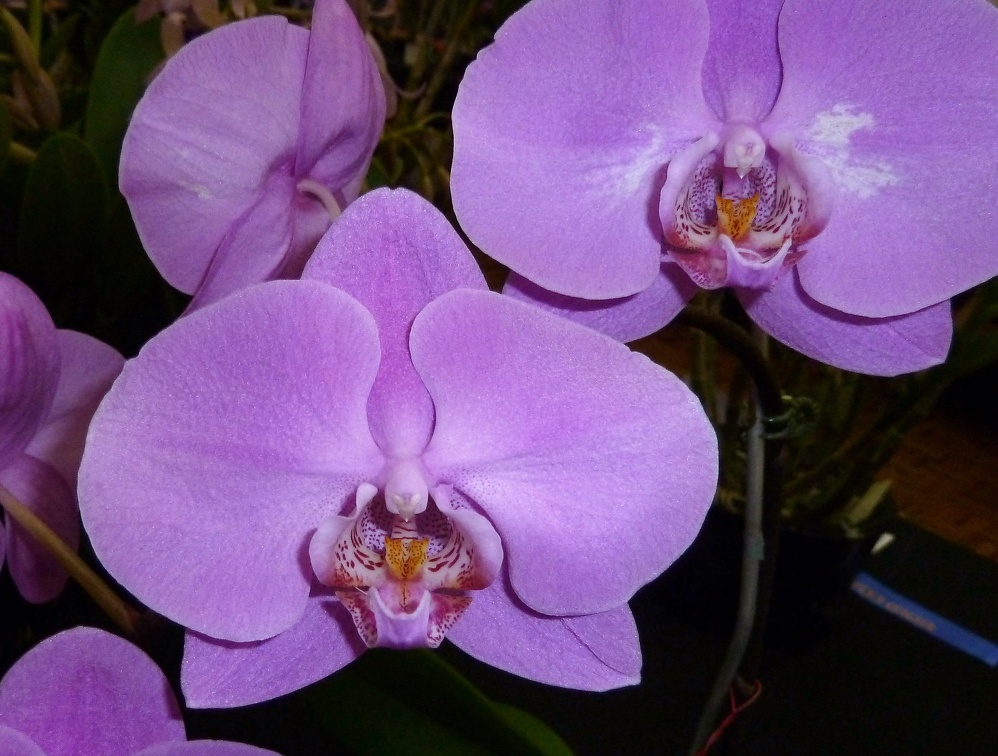 Phal. Hsinying Maki x Dtps. Donsan Festival