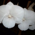 Den. White Pansy x Burana Stripe.JPG