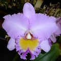 Rlc. Donna Kimura . Paradise Tami..JPG