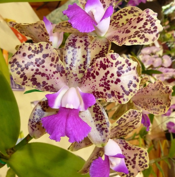 C. (Jungle Queen x leopoldii).JPG