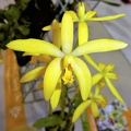 C. gloedeniana..JPG