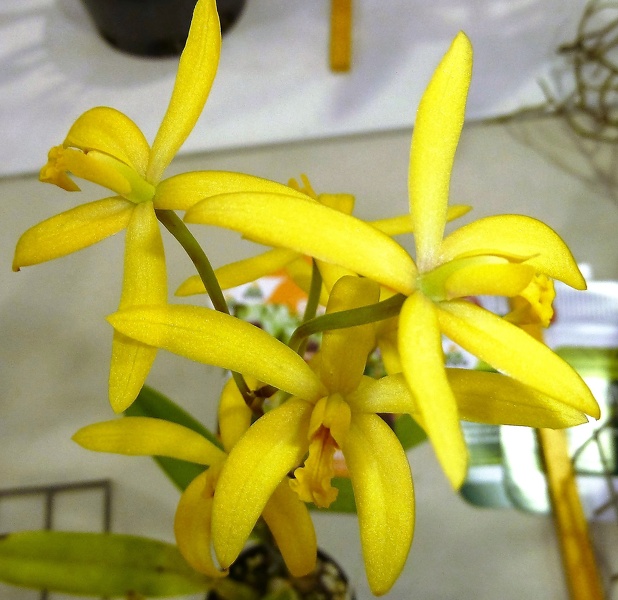 C. gloedeniana.JPG