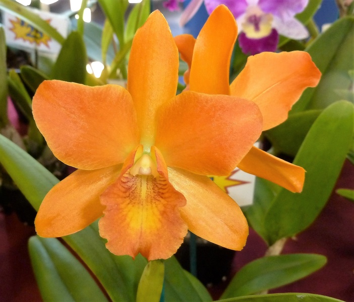 Rth. Pokai Tangerine x Ctt. Topaz Exalt