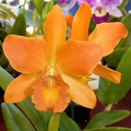 Rth. Pokai Tangerine x Ctt. Topaz Exalt