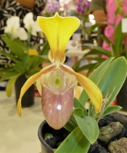 Paph. helenae.JPG