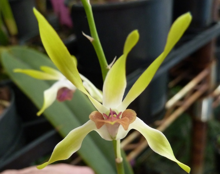 Den. Maile x canaliculatum.JPG