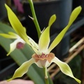 Den. Maile x canaliculatum.JPG