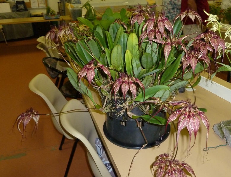 Bulb. rothschildianum.JPG