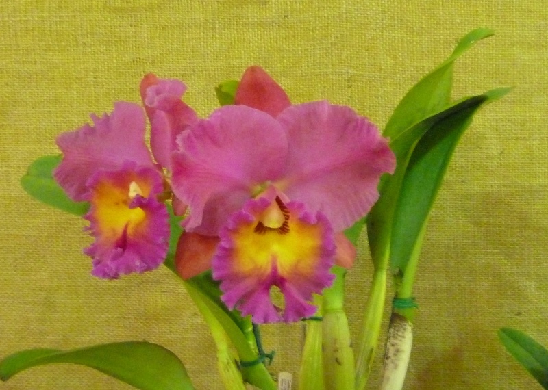 Rlc. Brunswick Gem .Coral.JPG