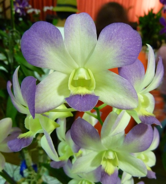 Den. Areeduno Blue ..........JPG