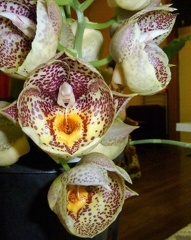 Orchidglade "Davie Ranches"