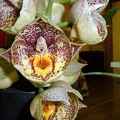 Orchidglade "Davie Ranches"