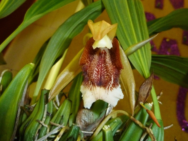 Coel. speciosa.JPG