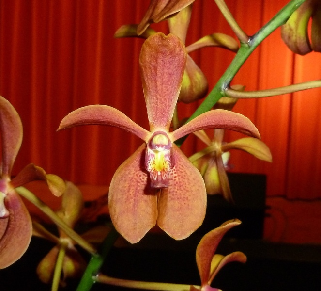 Rnps. Lena Rowold x V. brunnea.JPG