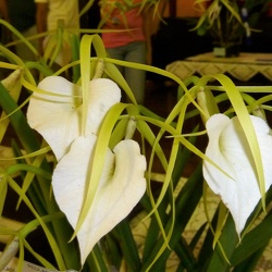 grandiflora