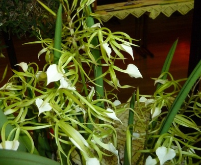 subulifolia