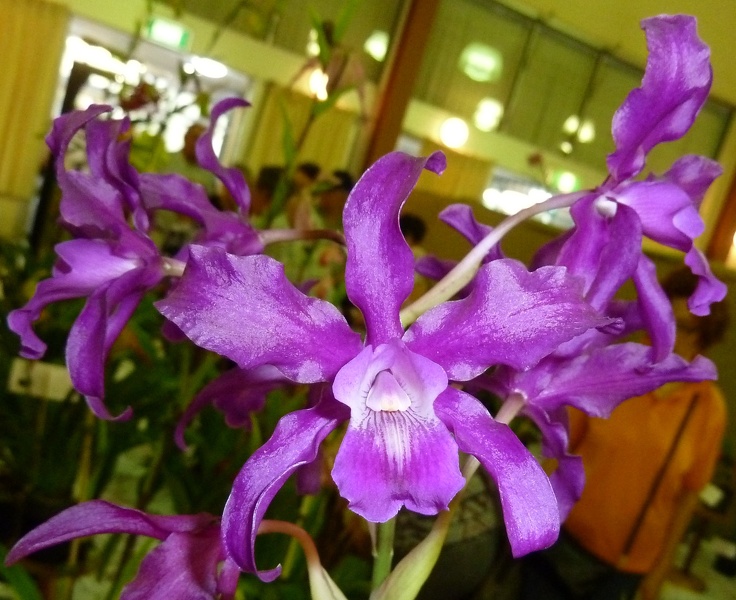 Gur bowringiana x L. splendida...JPG