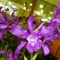 Gur. bowringiana x L. splendida