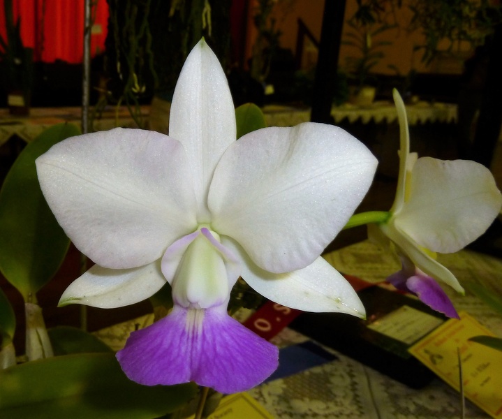 C. walkeriana .H & R x .Tancho..JPG