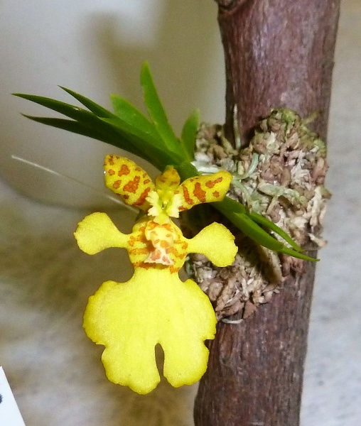 Onc. pusila (Psygmorchis Psyg).JPG