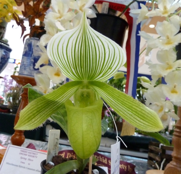 Paph. Hsinying Citron.JPG