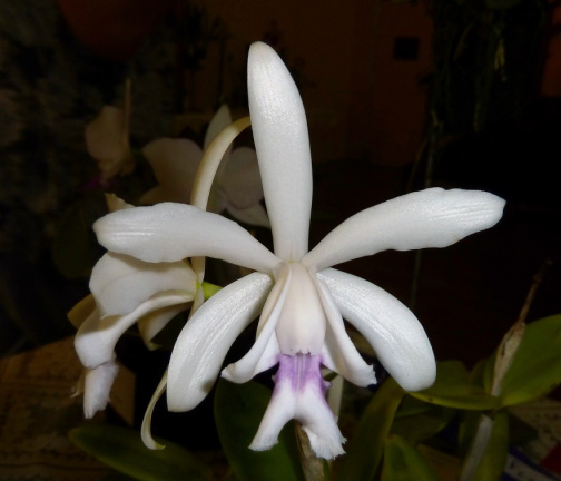 intermedia f. coerulea