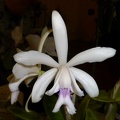 intermedia f. coerulea