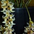 Ddc. cootesii