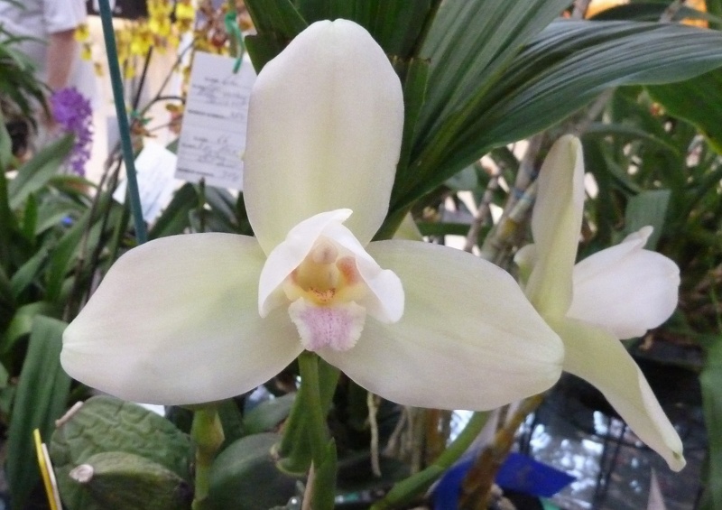 Lyc. (macrophylla 'Alber' x Shoalhaven 'Kyoto').JPG