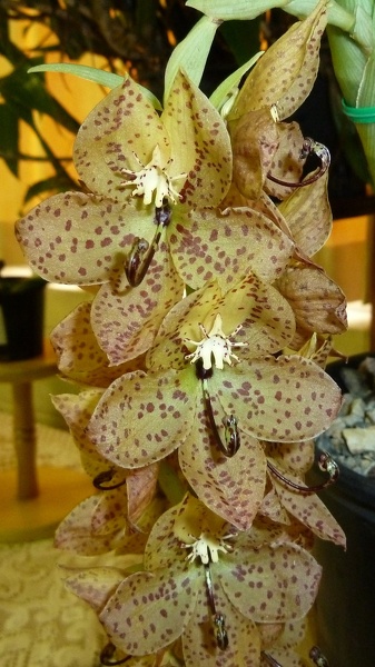 Cyc. barthiorum..JPG