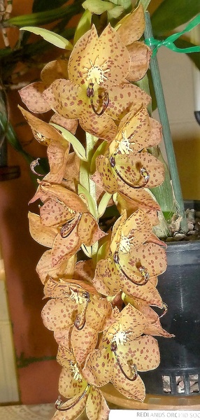 Cyc. barthiorum.JPG