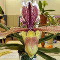 Paph. barbigerum.JPG