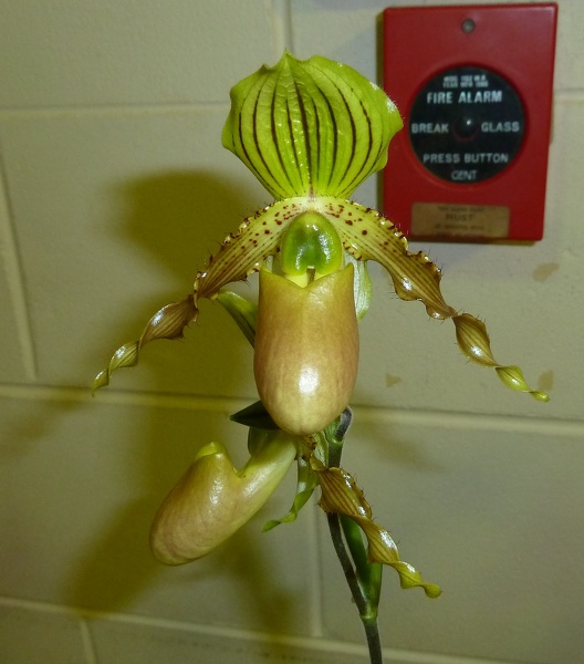 Paph. Prim-N-Proper.JPG