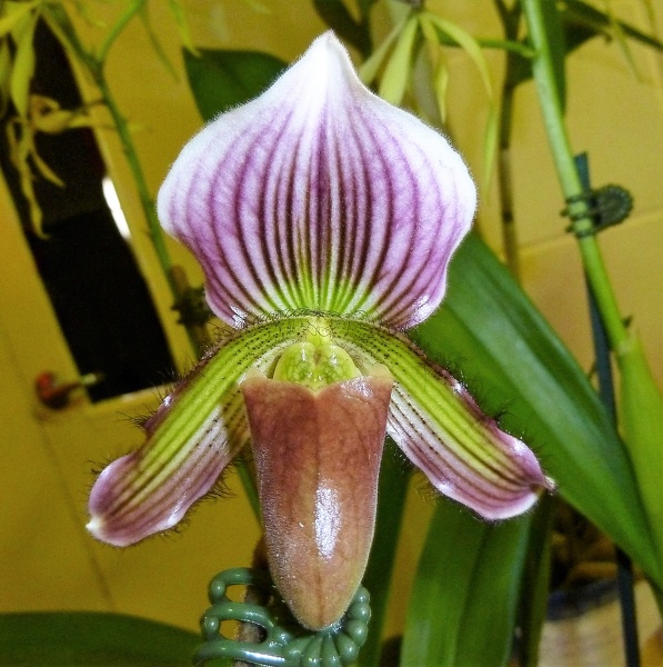 Paph. vexillarium.JPG