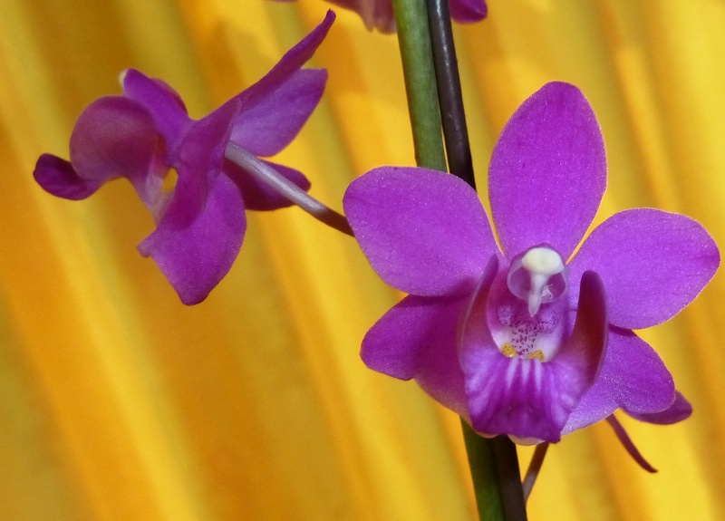 Phal. buyssoniana..JPG