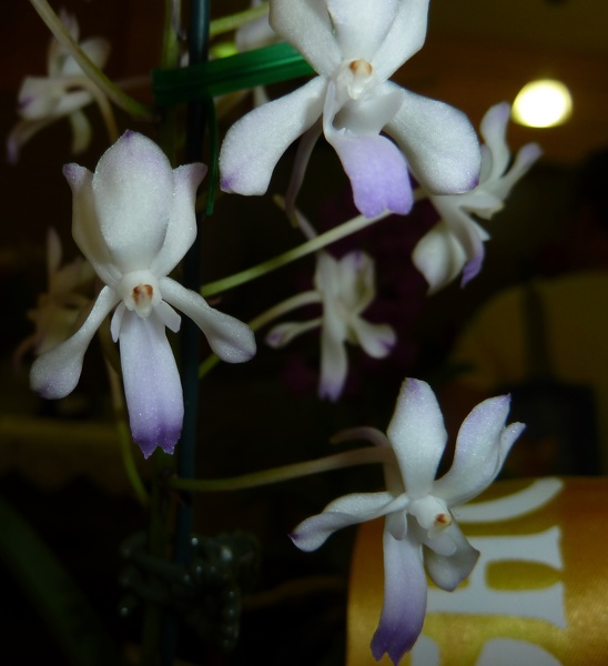 Neostylis (Neost.) Lou Sneary.JPG