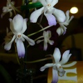 Neostylis (Neost.) Lou Sneary.JPG