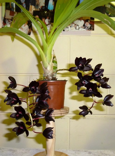 Fdk. After Dark .SVO Black Pearl.JPG